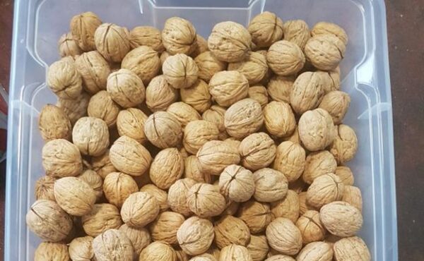 Nueces del Duero